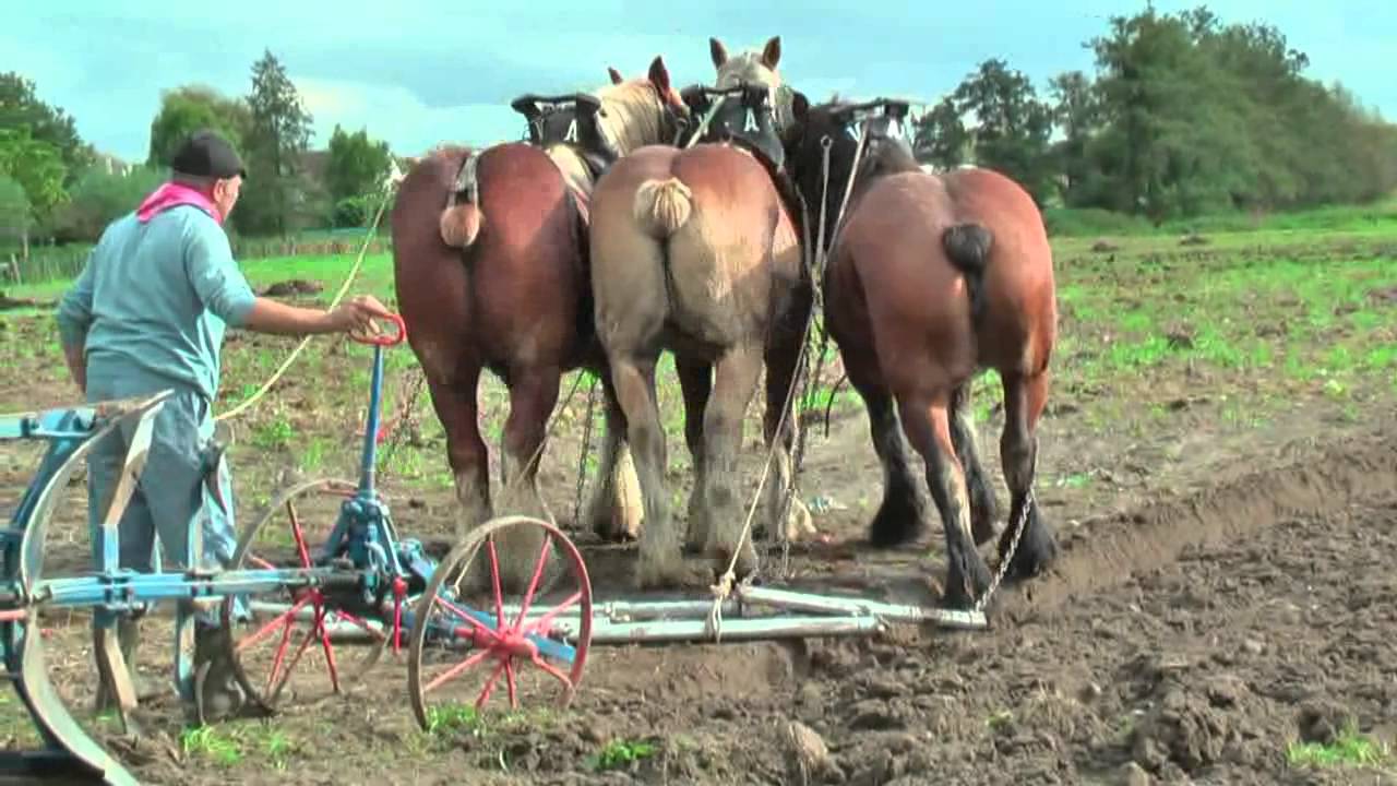 Belgian Draft Horses Used To Potato Harvest In The Traditional Way